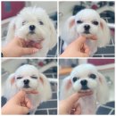 짱구네동물병원 네이버블로그