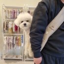 마이독 프리미엄 펫 스튜디오 이미지