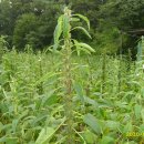 다수확 할 수 있는 풍성참깨 108명 나눔합니다.(마감 = 고맙습니다) 이미지