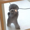 도연물산 | 르메르 크루아상백 범백 스몰&amp;미디움 사이즈별 구매 후기: 크림&amp;젠테에서 50만원 더 저렴하게 사는 법까쥐