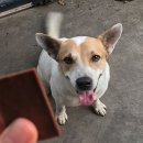 안산 센트럴 동물병원 이미지