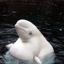 비만 흰돌고래 이미지
