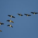 서호꽃뫼 이미지