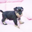 봄봄펫살롱 이미지