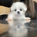 아띠퍼피 이미지