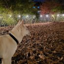 랑랑이네 하숙 이미지