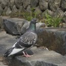 비둘기근린공원 이미지