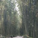 섬진강대나무숲길 이미지