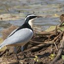 [악어물떼새] 「이집트물떼새 [Egyptian Plover / crocodile bird]」 이미지