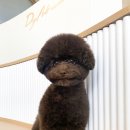 아트도그 이미지