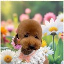 우리펫살롱 이미지