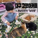 가창로216길 | 대구 고양이카페 냥이랑
