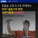 산천어 축제 반대 기사/소싸움 이미지