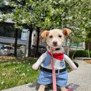 멍블리 애견카페 이미지