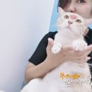 치즈헤어