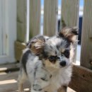 티나리안 이미지