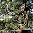 바바나무 이미지