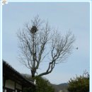 한영기농장 Daum카페