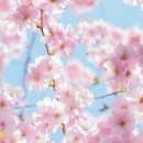 작전 합기도 이미지