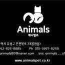 애니멀즈 강아지분양 고양이분양 대전점 이미지