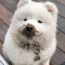 행복한 강아지 이미지