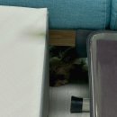 240818 녹아내리는 여름 일상