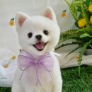 딩딩이발소 이미지