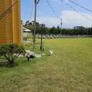 똥강아지애견 이미지