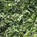 남원읍-62 이미지