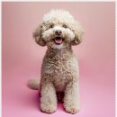 멍샵 강아지분양 인천본점 이미지