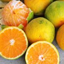 대구농장 이미지