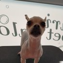 리리네 펫살롱 이미지