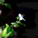 축령산아침 이미지