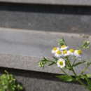 보리수다방 - 홍천군 진삼거리길 13 | 보리수다방