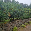 성읍리-3 이미지