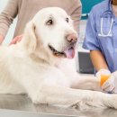 신도시동물병원 이미지