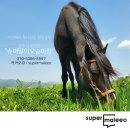 슈퍼말이요 네이버블로그