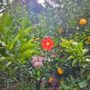 해맑은농장 | 제주도 가족여행 3월 한라봉 따기 체험 추천 - 도련 감귤나무숲 내돈내산 당일방문 후기