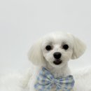 몽몽하개 이미지