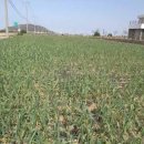 신도3리 이미지