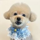 도그허니 이미지