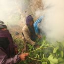 벌과 사람 이미지