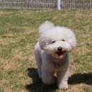 브이아이피독 이미지