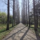 전라남도산림연구원완도수목원 | 전라남도 산림연구원 | 메타세콰이어길, 소요시간 등 [나주 가볼만한곳]