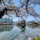 김천예술고등학교 | [경북]벚꽃 명소 김천 가볼만한 곳 연화지,김호중 소리길