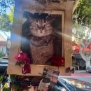 Waymo, 미국 시장 진출하면서 안전 문제와 경쟁에 직면 이미지