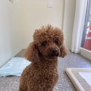 그루머제인 이미지