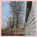 안성 벌목업체 가지치기