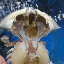 무안세발낙지 이미지