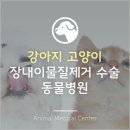 의정부 강아지 고양이 장내이물질제거 수술 동물병원